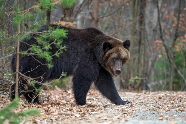 Cerca Oso Pardo Grande Bosque Otoño — Foto de Stock