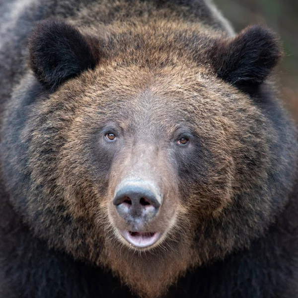 闭合画像大棕熊在秋天森林 — 图库照片