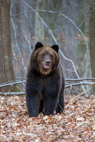 Close Van Grote Bruine Beer Herfst Bos — Stockfoto