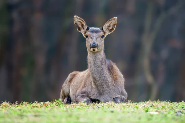 Female Roe Deer Lies Autumn Forest — Stock Photo, Image