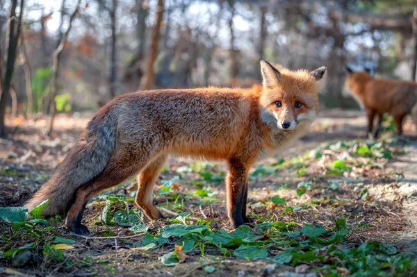 Gros Plan Drôle Jeune Renard Roux Dans Forêt — Photo