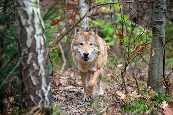 Timber Wolf Höst Skog — Stockfoto