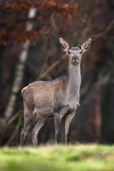 Vrouwelijke Reeën Staande Herfst Bos — Stockfoto