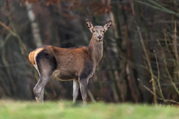 Ženské Roe Deer Stojí Podzimním Lese — Stock fotografie