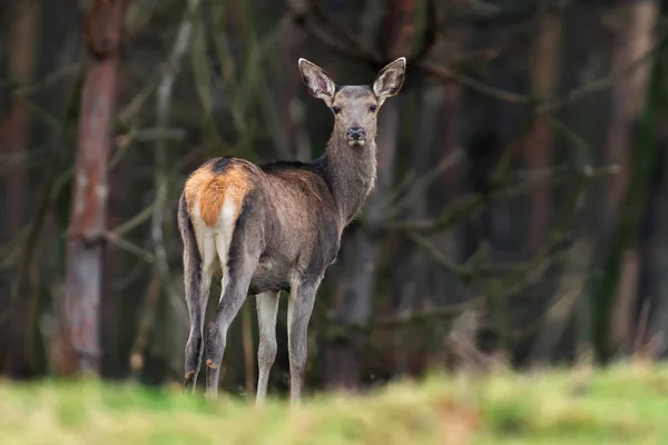 Reh Weibchen Stehen Herbstwald — Stockfoto