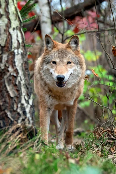 Lobo Maderero Bosque Otoñal — Foto de Stock