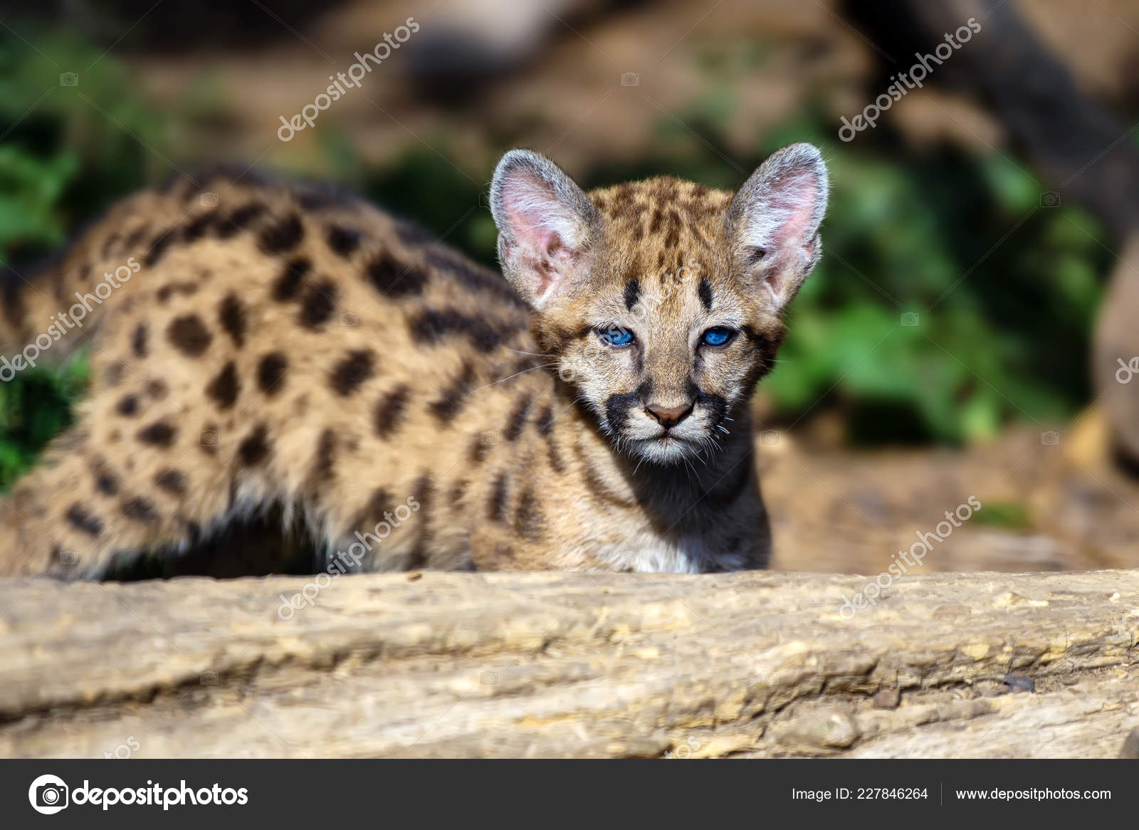 Portrait Baby Cougar Mountain Lion Puma Stock Photo Image By C Volodymyrbur