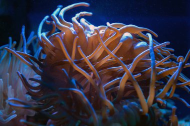 Büyük sualtı dünya balık akvaryum