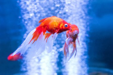 Kabarcıklar ile bir akvaryum altın balık