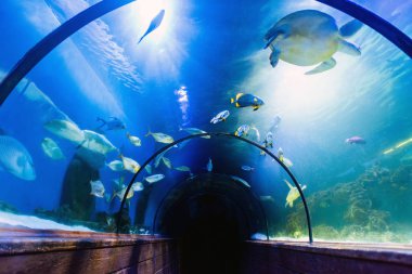 Oceanarium güzel sualtı tüneli