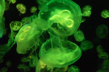 Aurelia aurita denizanası renkli saydam renk ve koyu renk arka plan