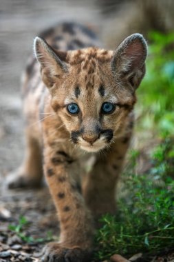 Portre bebek Puma, Puma veya puma