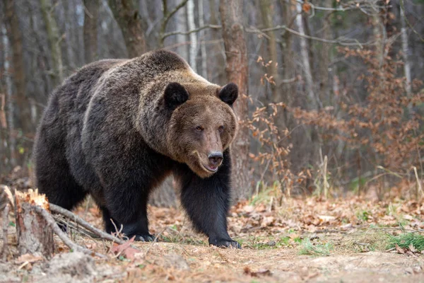 Cerca Oso Pardo Grande Bosque Otoño — Foto de Stock