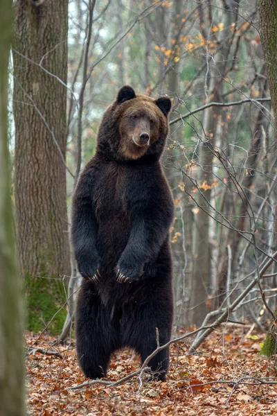 Бурый Медведь Ursus Arctos Стоит Задних Лапах Осеннем Лесу — стоковое фото