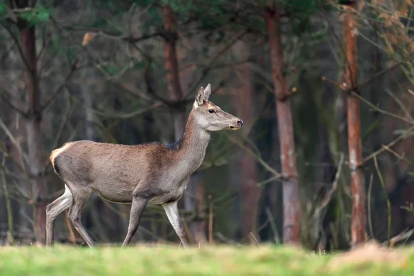 Female Roe Deer Standing Autumn Forest — Stock Photo, Image