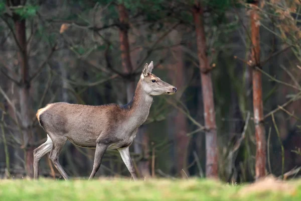 Vrouwelijke Reeën Staande Herfst Bos — Stockfoto