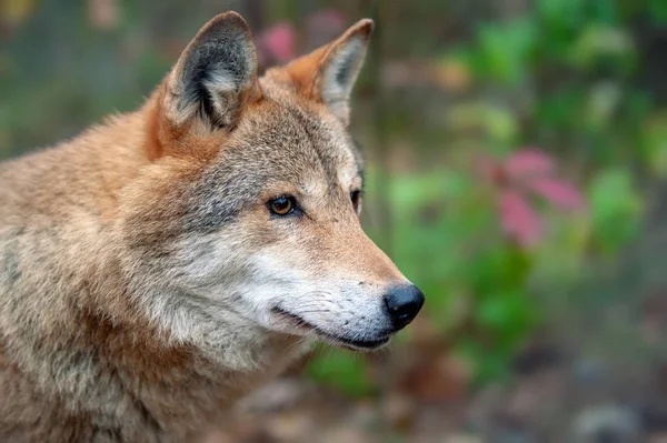 Portret Timber Wolf Herfst Bos — Stockfoto