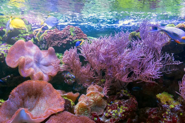 Geweldige Onderwaterwereld Vissen Aquarium — Stockfoto