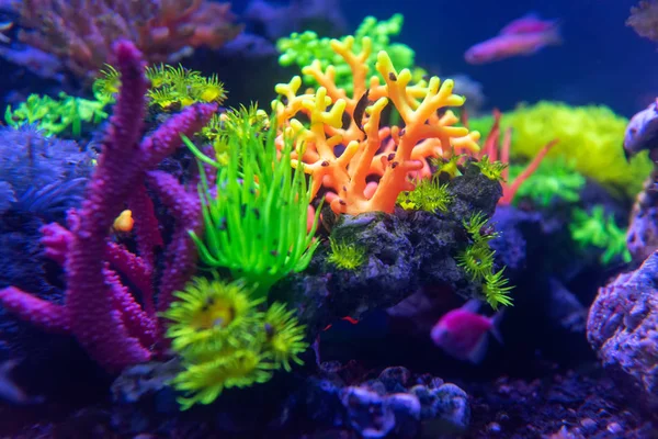 Подводный Мир Рыб Аквариум Неоновом Свете — стоковое фото
