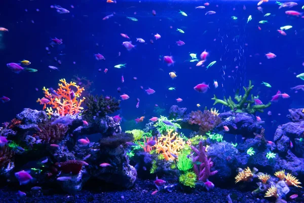 Pesci Del Mondo Sottomarino Acquario Nella Luce Neon — Foto Stock