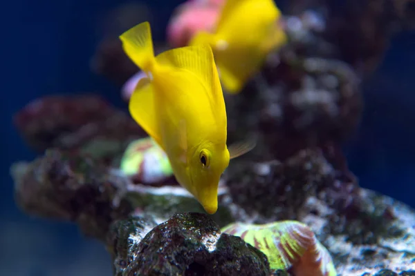 Gelber Tang Mit Korallenriff Zebrasoma Flavescens Aquarium — Stockfoto