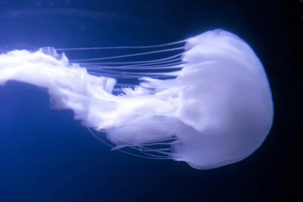 Atlantic Sea Nettle Jellyfish Chrysaora Quinquecirrha Swims Undulating — Stock Photo, Image