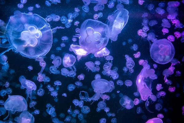 해파리 해파리 Aurita 반투명 컬러와 어두운 — 스톡 사진