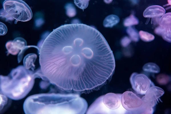 Aurelia Jellyfish Aurita Colored Translucent Color Dark Background — Stock Photo, Image