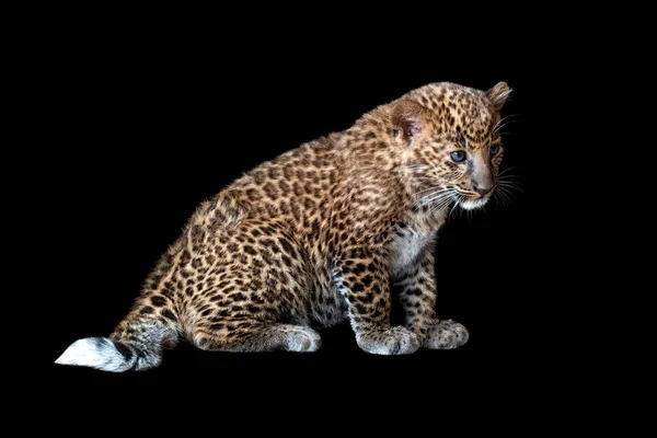 Close Leopard Cub Black Background — Stock Photo, Image