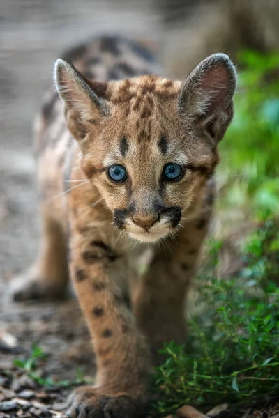 Portrait Baby Cougar Mountain Lion Puma — Stock Photo, Image