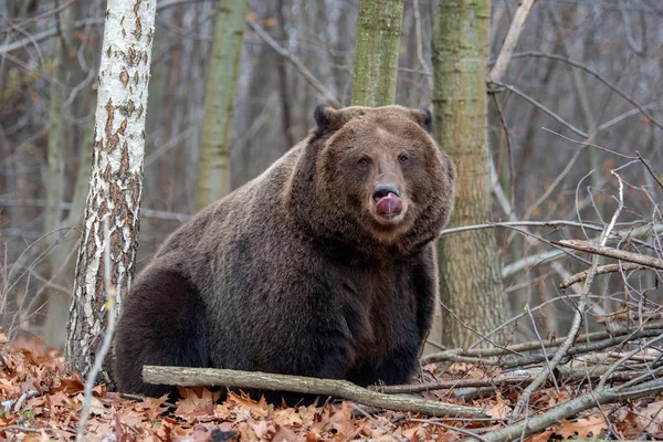 Крупним Планом Великий Коричневий Ведмідь Осінньому Лісі — стокове фото