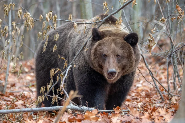 Крупним Планом Великий Коричневий Ведмідь Осінньому Лісі — стокове фото