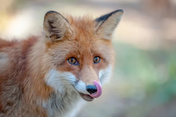 Close Van Grappige Jonge Red Fox Portret — Stockfoto