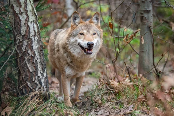 Loup Bois Dans Forêt Automne — Photo