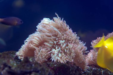 Büyük sualtı dünya balık akvaryum