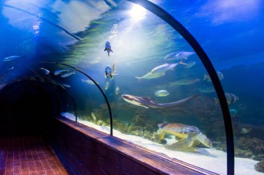 Oceanarium güzel sualtı tüneli