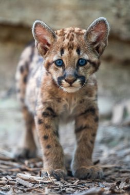 Portre bebek Puma, Puma veya puma
