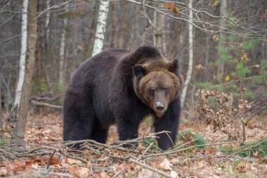 Büyük boz ayı sonbahar ormandaki kapatın