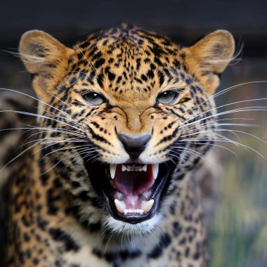 Genç leopar portre doğada kapatın