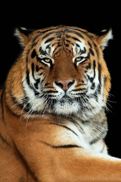 Mooie Tijger Portret Zwarte Achtergrond — Stockfoto