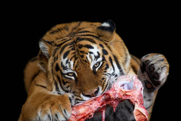 接近的老虎吃肉在黑色背景 — 图库照片