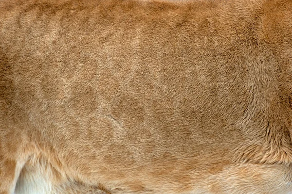 Närbild Riktiga Lejon Hudens Struktur Lion Päls Bakgrund Textur Bildbakgrund — Stockfoto