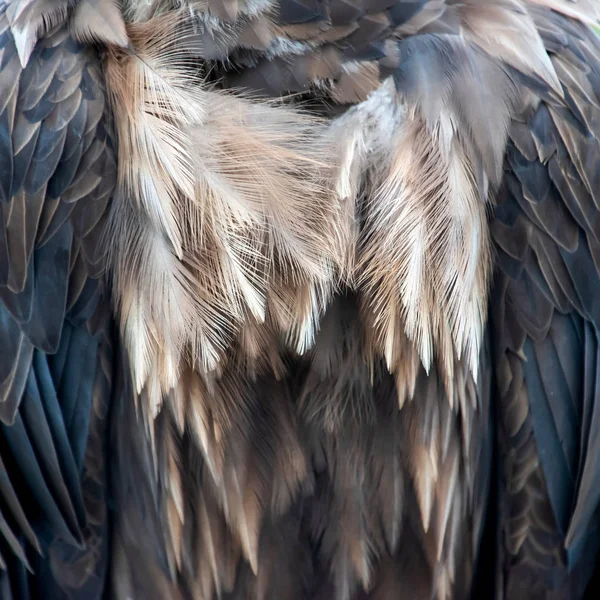 Textura Cerca Plumas Buitre Marrón —  Fotos de Stock