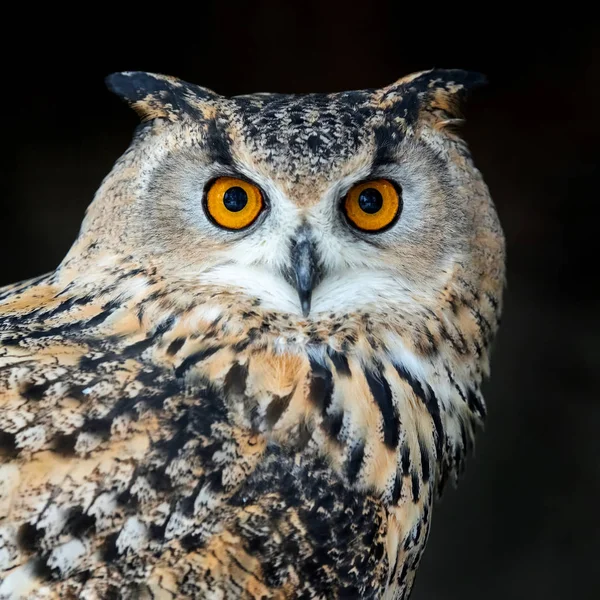 Close Owl Portrait Dark Background — Stock Photo, Image