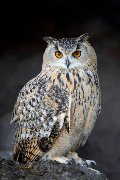 Close Owl Portrait Dark Background — Stock Photo, Image