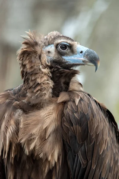 Close Great Griffon Vulture Portrait Nature — Stock Photo, Image
