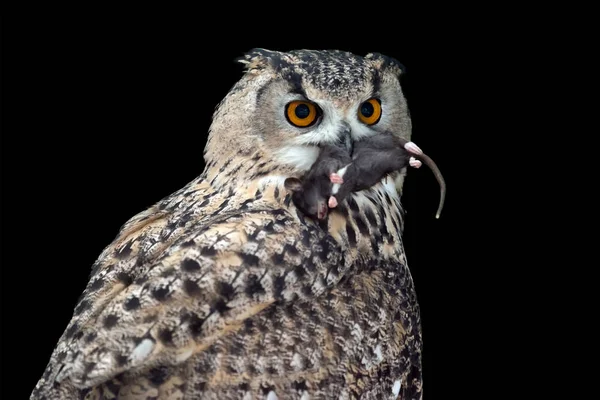 Close Big Owl Eating Mouse — Stock Photo, Image