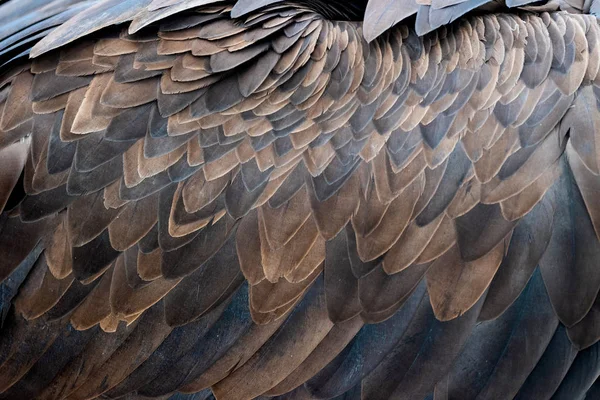 关闭棕色秃鹫羽毛的纹理 — 图库照片