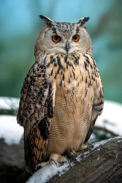 Close Owl Portrait Dark Background — Stock Photo, Image