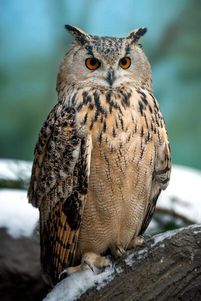 Close up owl portrait on dark background